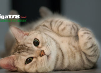 Pria Memakan Kucing Hidup-hidup, Pasar Kemayoran pria, kucing, kemayoran, liga178 news