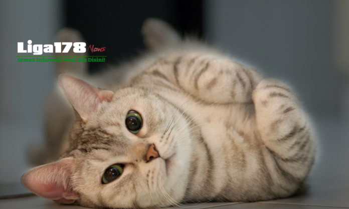 pria, kucing, kemayoran, liga178 news