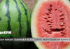 SEMANGKA RETAK DAPAT MENYEBABKAN KANKER Semangka, Kimia, Kanker, Liga178news