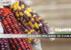 UNIKNYA JAGUNG PELANGI DI CIANJUR Jagung, Petani, Cianjur, Liga178news