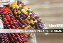 UNIKNYA JAGUNG PELANGI DI CIANJUR Jagung, Petani, Cianjur, Liga178news