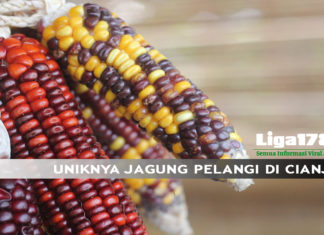 UNIKNYA JAGUNG PELANGI DI CIANJUR Jagung, Petani, Cianjur, Liga178news