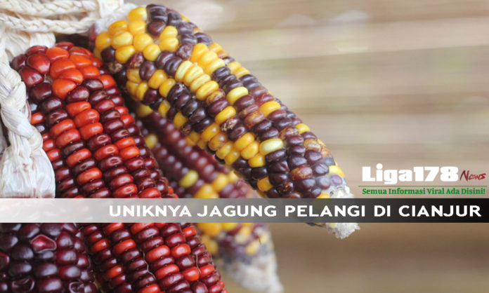 Jagung, Petani, Cianjur, Liga178news