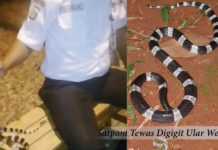 Satpam Perumahan Gading Serpong Tewas Digigit Ular Weling Iskandar, ular weling, Satpam, Liga178 News