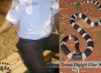 Satpam Perumahan Gading Serpong Tewas Digigit Ular Weling Iskandar, ular weling, Satpam, Liga178 News