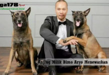 Serangan Anjing Milik Bimo Aryo yang Menewaskan ART Bimo Aryo, Anjing, menewaskan, asisten rumah tangga, Liga178 News