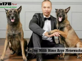 Bimo Aryo, Anjing, menewaskan, asisten rumah tangga, Liga178 News