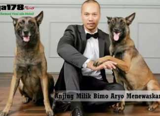 Serangan Anjing Milik Bimo Aryo yang Menewaskan ART Bimo Aryo, Anjing, menewaskan, asisten rumah tangga, Liga178 News