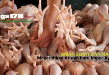 Demi Kesehatan & Aman, Menerbitkan Aturan baru Impor Ayam Ekspor dan Impor, masyarakat Indonesia, produk ayam, Liga178 News