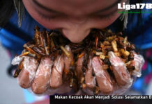 Makan Kecoak Akan Menjadi Solusi Selamatkan Bumi Kecoak, Cacat Makanan, Limbah Organic, Liga178 News