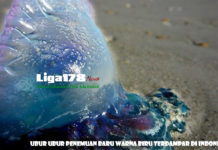 Ubur Ubur Penemuan Baru Warna Biru Terdampar di Indonesia Wisata di Sumatera Barat, Wisata di Pariaman, Ubur Ubur Bluebottle, Racun Ubur Ubur, Liga178 News