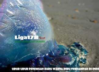 Ubur Ubur Penemuan Baru Warna Biru Terdampar di Indonesia Wisata di Sumatera Barat, Wisata di Pariaman, Ubur Ubur Bluebottle, Racun Ubur Ubur, Liga178 News