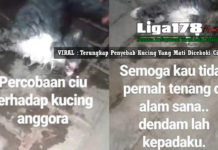 VIRAL : Terungkap Penyebab Kucing Yang Mati Dicekoki Ciu