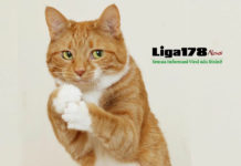 Pria Bunuh Kucing di Mesin Pengering, Dipenjara 34 Bulan Malaysia, kucing, mesin cuci, Liga178 News