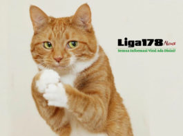 Malaysia, kucing, mesin cuci, Liga178 News