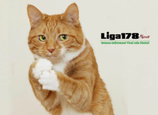 Pria Bunuh Kucing di Mesin Pengering, Dipenjara 34 Bulan Malaysia, kucing, mesin cuci, Liga178 News