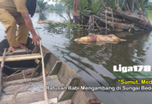 Ratusan Bangkai Babi Mengambang di Sungai Medan virus hog cholera, bangkai babi, medan, Liga178 News
