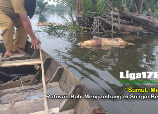 Ratusan Bangkai Babi Mengambang di Sungai Medan virus hog cholera, bangkai babi, medan, Liga178 News