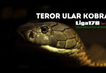 Puluhan Ular Kobra Teror Perumahan Warga di Jember ular kobra, Perumahan TegalbesarPermai, ular, teror, Liga178 News