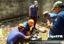Banyak Puluhan Anak Kobra Berkeliaran di Bogor Ular Kobra, Anak Ular Kobra, Citayam, Bogor, Liga178 News