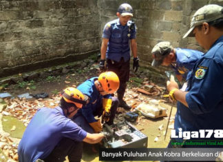 Banyak Puluhan Anak Kobra Berkeliaran di Bogor Ular Kobra, Anak Ular Kobra, Citayam, Bogor, Liga178 News