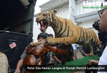 Polisi Sita Hewan Langka di Rumah Pemilik Lamborghini Lamborghini, Harimau Sumatera, Polda Metro Jaya, Senjata Api, Liga178 News