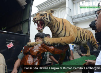 Polisi Sita Hewan Langka di Rumah Pemilik Lamborghini Lamborghini, Harimau Sumatera, Polda Metro Jaya, Senjata Api, Liga178 News