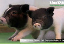 Progres Perang Dagang, Tarif Daging Babi akan di Hapus China, Daging Babi, America Serikat, Libur Natal, Liga178 News