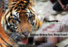 Serangan Harimau Buas, Warga Sumsel Tewas Harimau Sumatera, BKSDA, Taman Wisata Gunung Dempo, Liga178 News