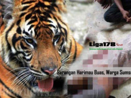 Harimau Sumatera, BKSDA, Taman Wisata Gunung Dempo, Liga178 News