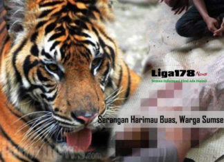Serangan Harimau Buas, Warga Sumsel Tewas Harimau Sumatera, BKSDA, Taman Wisata Gunung Dempo, Liga178 News