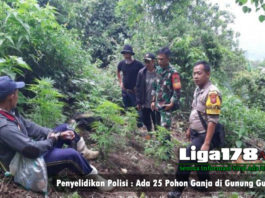 Penyelidikan Polisi : Ada 25 Pohon Ganja di Gunung Guntur