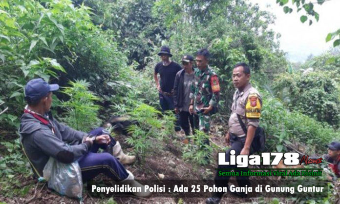 Penyelidikan Polisi : Ada 25 Pohon Ganja di Gunung Guntur