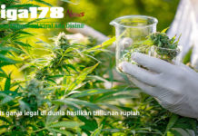 Bisnis ganja legal di dunia hasilkan triliunan rupiah Ganja, Kesehatan, Indonesia, Liga178 News