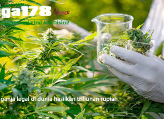 Bisnis ganja legal di dunia hasilkan triliunan rupiah Ganja, Kesehatan, Indonesia, Liga178 News