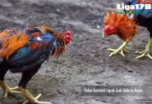 Polisi Gerebek Lapak Judi Sabung Ayam Sabung Ayam, Polsek Bojong Gede, Ayam Adu, Liga178 News