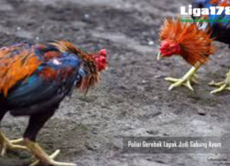 Polisi Gerebek Lapak Judi Sabung Ayam Sabung Ayam, Polsek Bojong Gede, Ayam Adu, Liga178 News