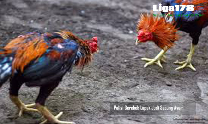 Sabung Ayam, Polsek Bojong Gede, Ayam Adu, Liga178 News