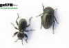 Ditemukan Empat Spesies Baru kumbang Dari Maluku Utara