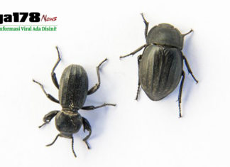 Ditemukan Empat Spesies Baru kumbang Dari Maluku Utara