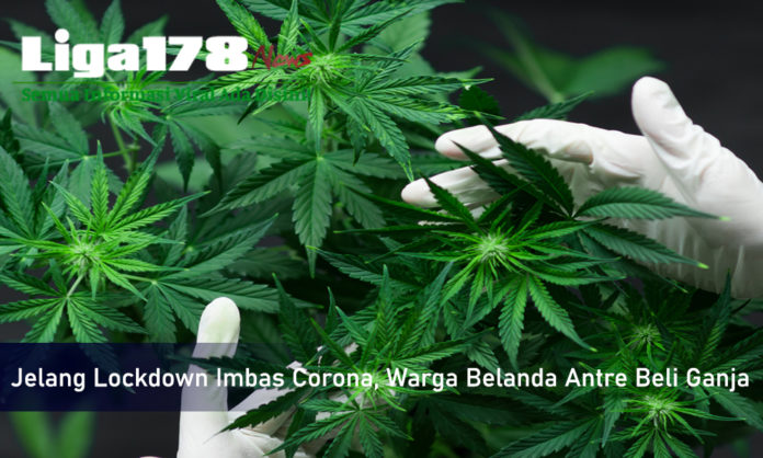 Corona, Belanda, Ganja, Liga178 News