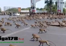 Ratusan Monyet Kelaparan di Thailand Berebut Makanan Akibat Sepi Turis