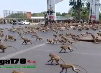 Ratusan Monyet Kelaparan di Thailand Berebut Makanan Akibat Sepi Turis