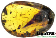 Dinosaurus Terkecil ‘Terjebak’ dalam Getah Pohon Berusia 99 Juta Tahun