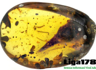 Dinosaurus Terkecil ‘Terjebak’ dalam Getah Pohon Berusia 99 Juta Tahun