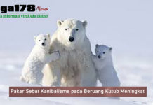 Pakar Sebut Kanibalisme pada Beruang Kutub Meningkat Pakar Sebut Kanibalisme pada Beruang Kutub Meningkat