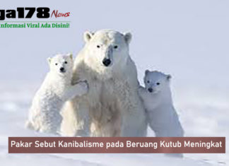 Pakar Sebut Kanibalisme pada Beruang Kutub Meningkat Pakar Sebut Kanibalisme pada Beruang Kutub Meningkat