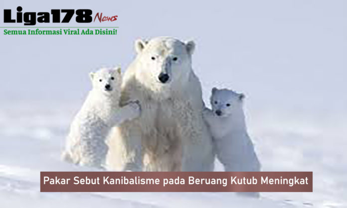 Pakar Sebut Kanibalisme pada Beruang Kutub Meningkat