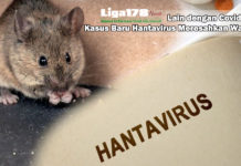 Lain dengan Covid-19, Kasus Baru Hantavirus Meresahkan Warga Hantavirus, Virus Corona Covid-19, Gejala, Liga178 News