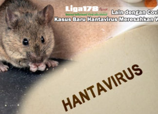 Lain dengan Covid-19, Kasus Baru Hantavirus Meresahkan Warga Hantavirus, Virus Corona Covid-19, Gejala, Liga178 News